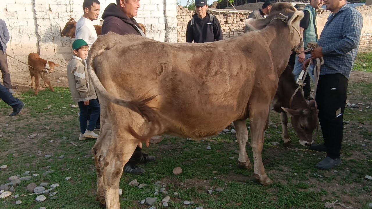 ANDIJON PAXTAOBOD CHORVA MOL BOZORI SIGIR 🐄 NARXLARI 13-APREL 2025