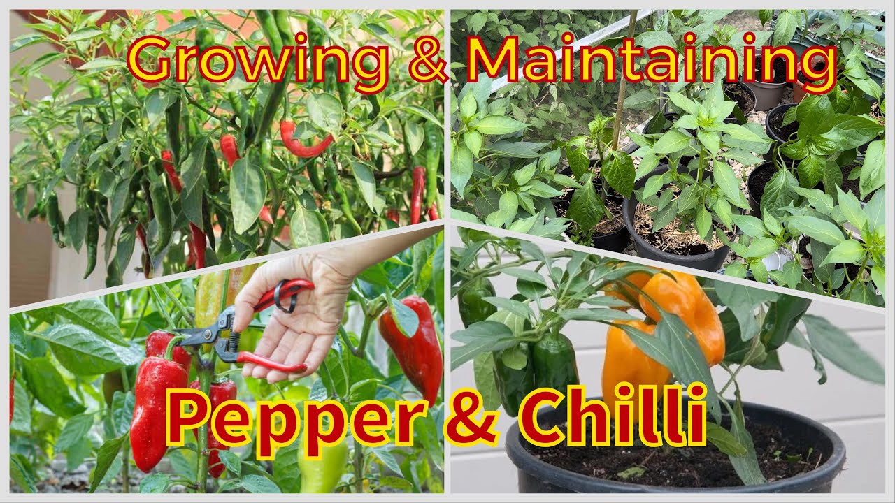 Ultimate Guide to Growing and Maintaining Chilli and Pepper Plants in Summer for Huge Harvests 