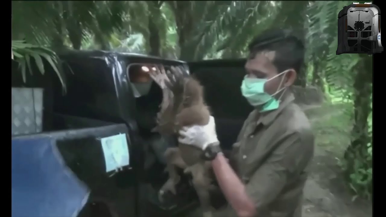 UPDATE on crying baby orangutan and mother who were rescued and relocated by rescue team