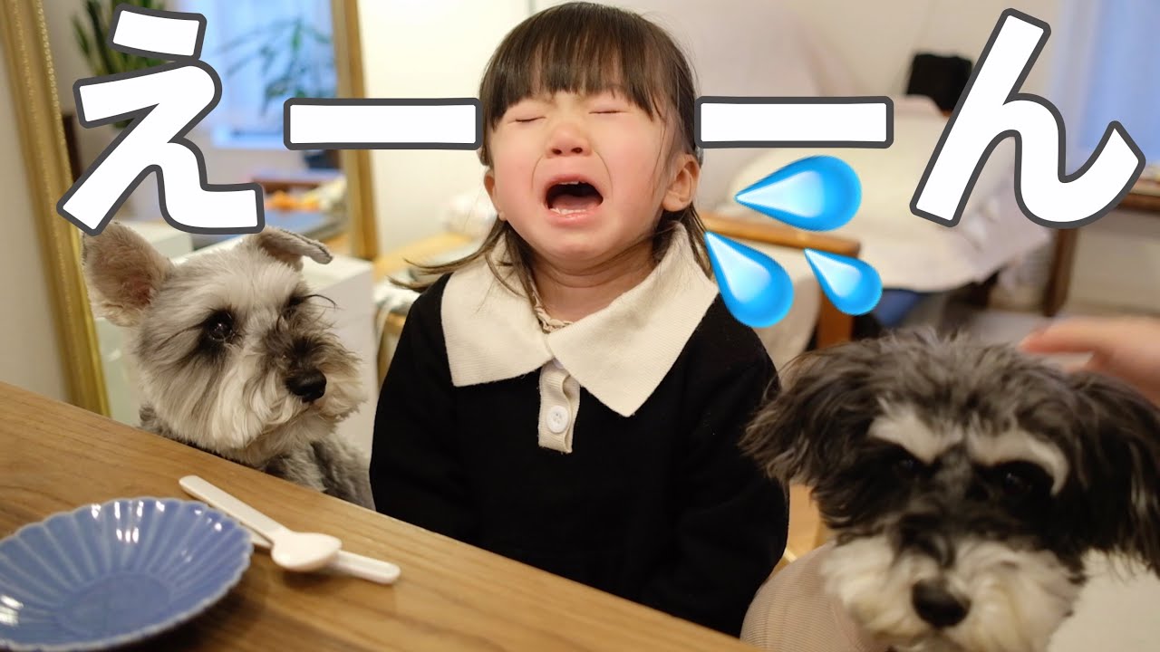 犬のお誕生日を祝おうとしたら 2歳娘が突然の涙《ガレットデロワのお菓子作り》【シュナウザージジトト】