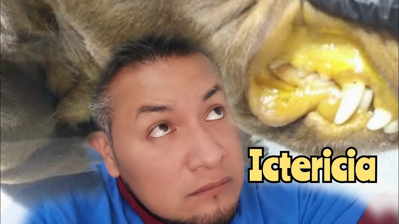 ¿Por qué mi mascota está amarilla? Ictericia