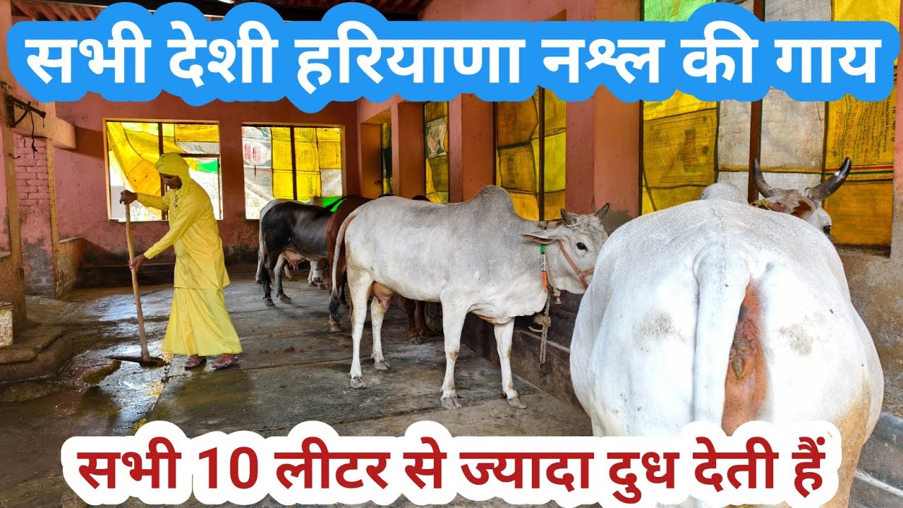 गांव मटोर के श्री तीर्थ आश्रम में महंत सुमेर दास जी ने दिखाई 10 लीटर से ज्यादा दुध देने वाली गाय।