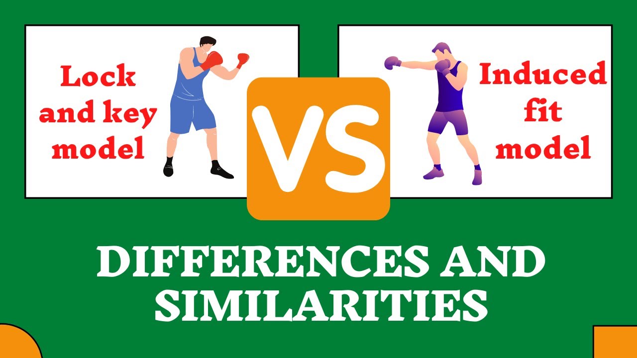 Lock and Key Model VS Induced Fit Model | Differences and Similarites