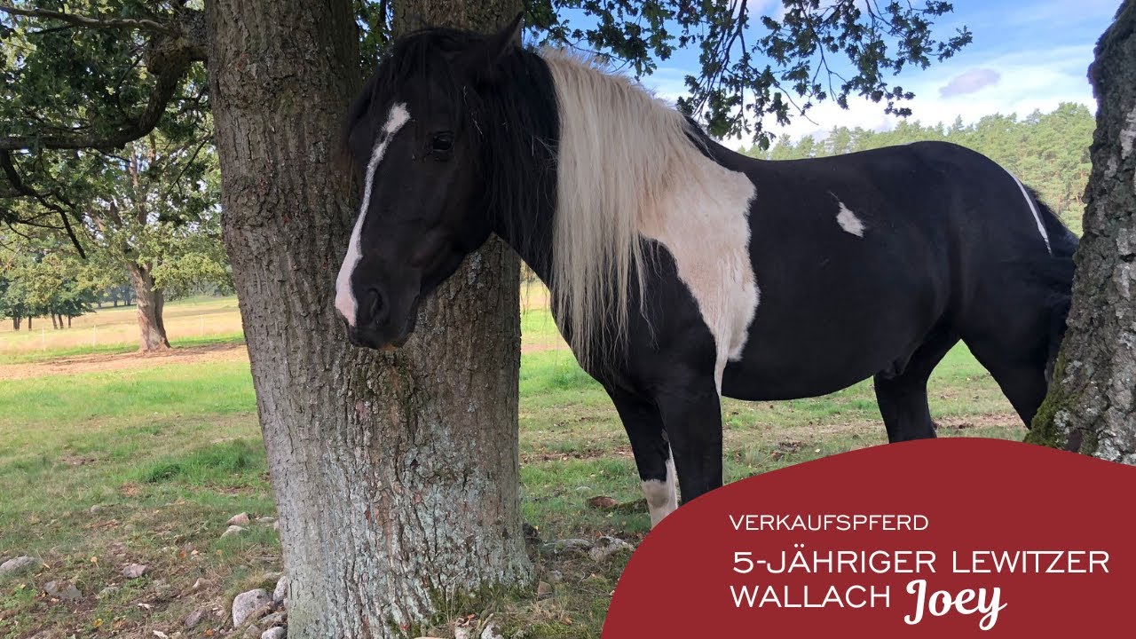 Verkaufspferd: 5-j&auml;hriger Lewitzer Wallach Joey (verkauft)