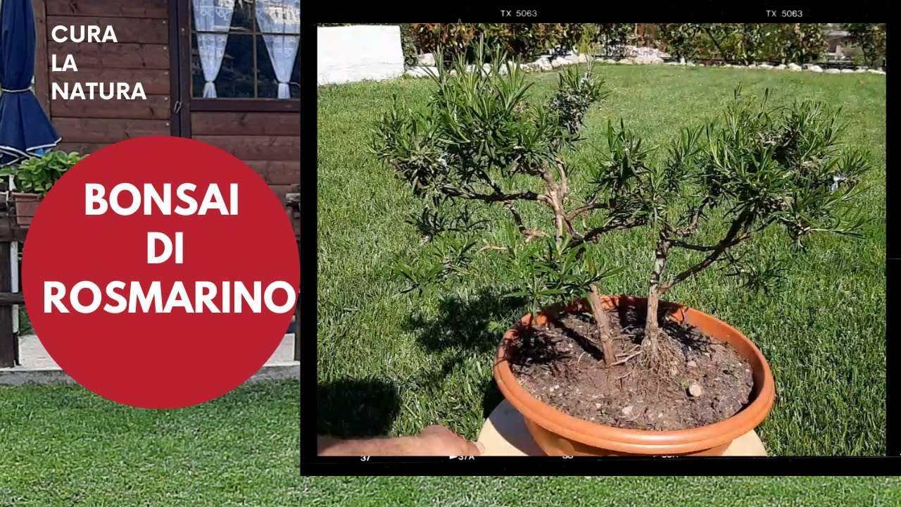 Bonsai di rosmarino, RINVASO, POTATURA E LEGATURA DEI RAMI