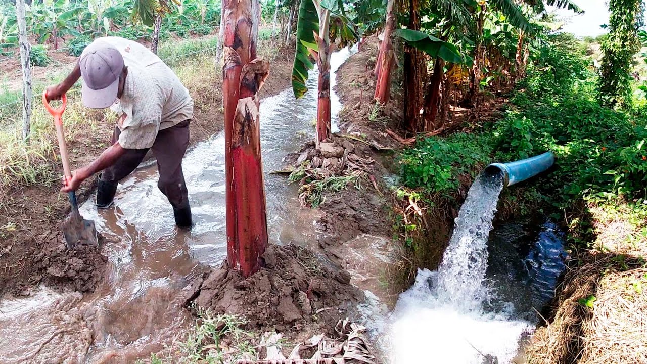 Así se mojan los plátano del conuco de Cley Brito en Belloso, La vida del campo es saludable part, 1