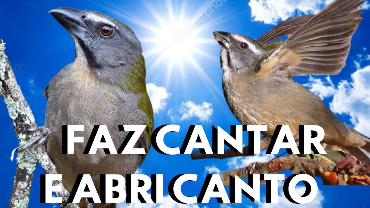 Trinca Ferro Cantando Muito Vídeo para Esquentar Trinca Ferro Frio e Estimular