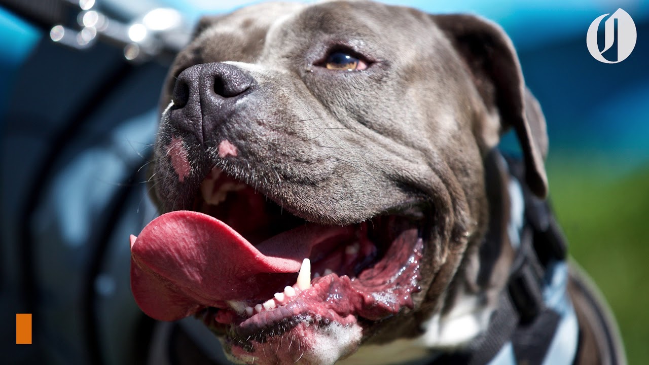 5 ways to help your pet beat the heat
