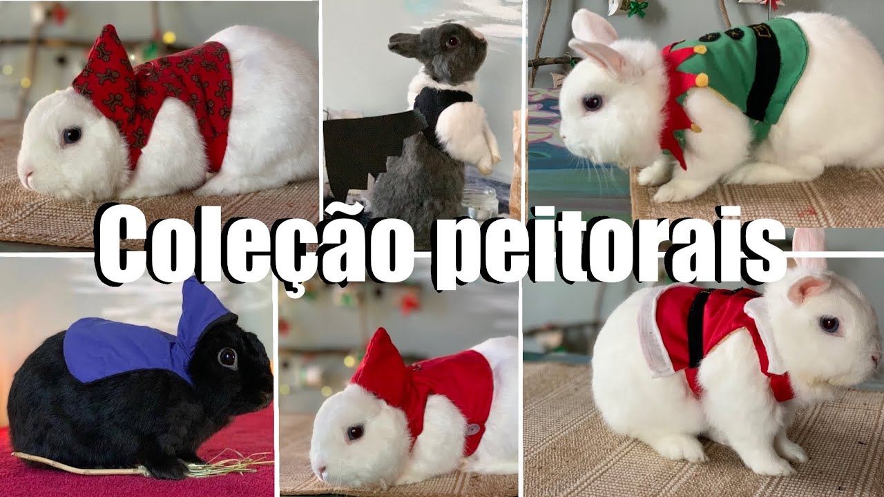 A MINHA COLEÇÃO DE PEITORAIS PARA COELHO