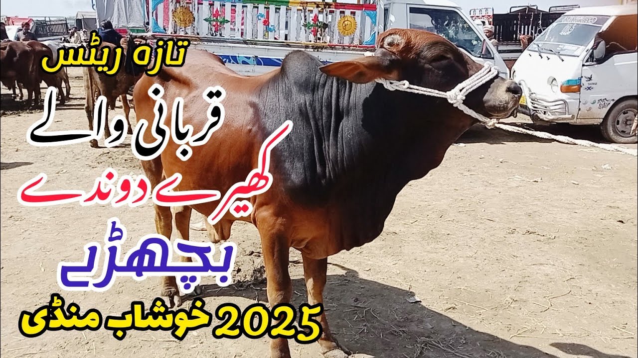 Qurbani wale Bachre 2025 | Sahiwal Cholistani Desi Wachey Khushab Mandi | Biggest bull 2025 For sale