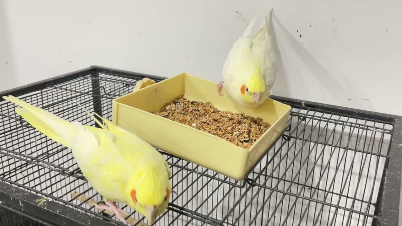 Let's enjoy listening to the sounds of the little parrots eating!