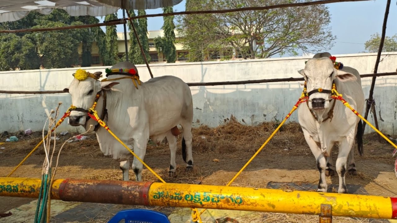 చిలకలూరిపేట న్యూ కేటగిరి విభాగంలో 12వ జత