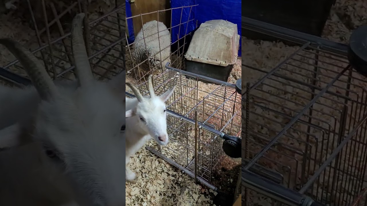 Day 3 update with the baby goats 