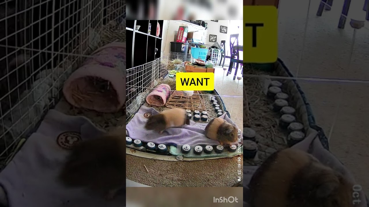 Does talking guinea pig actually know what buttons she is pushing?