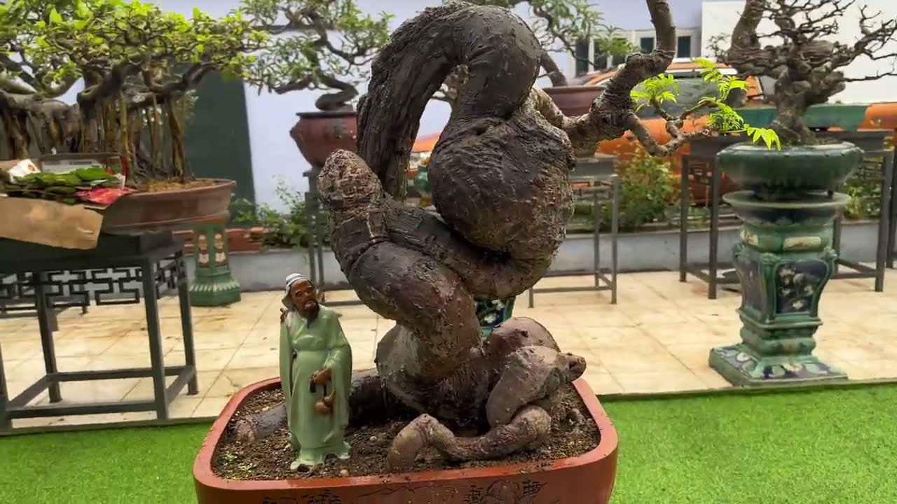 Vườn Bonsai tư nhân mà cứ ngỡ vào triển lãm - Phiêu Du Bonsai