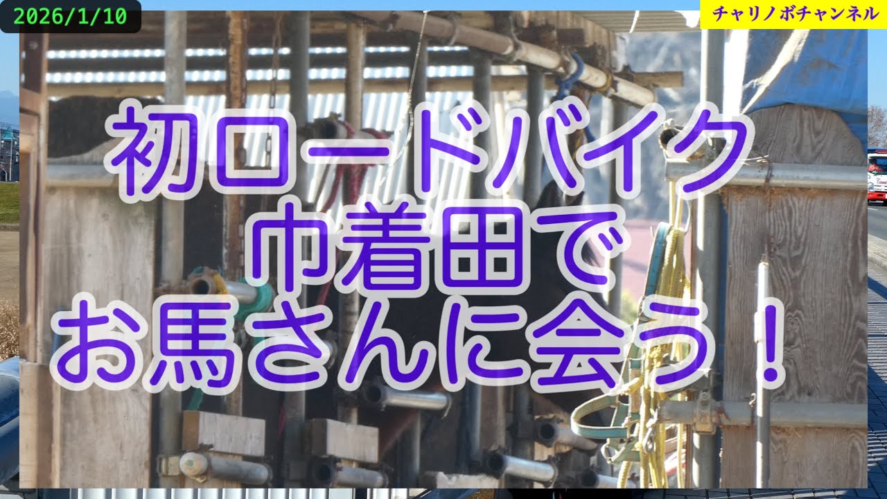 26A02初ロードカワセミロードで巾着田、お馬さんに会いに行く