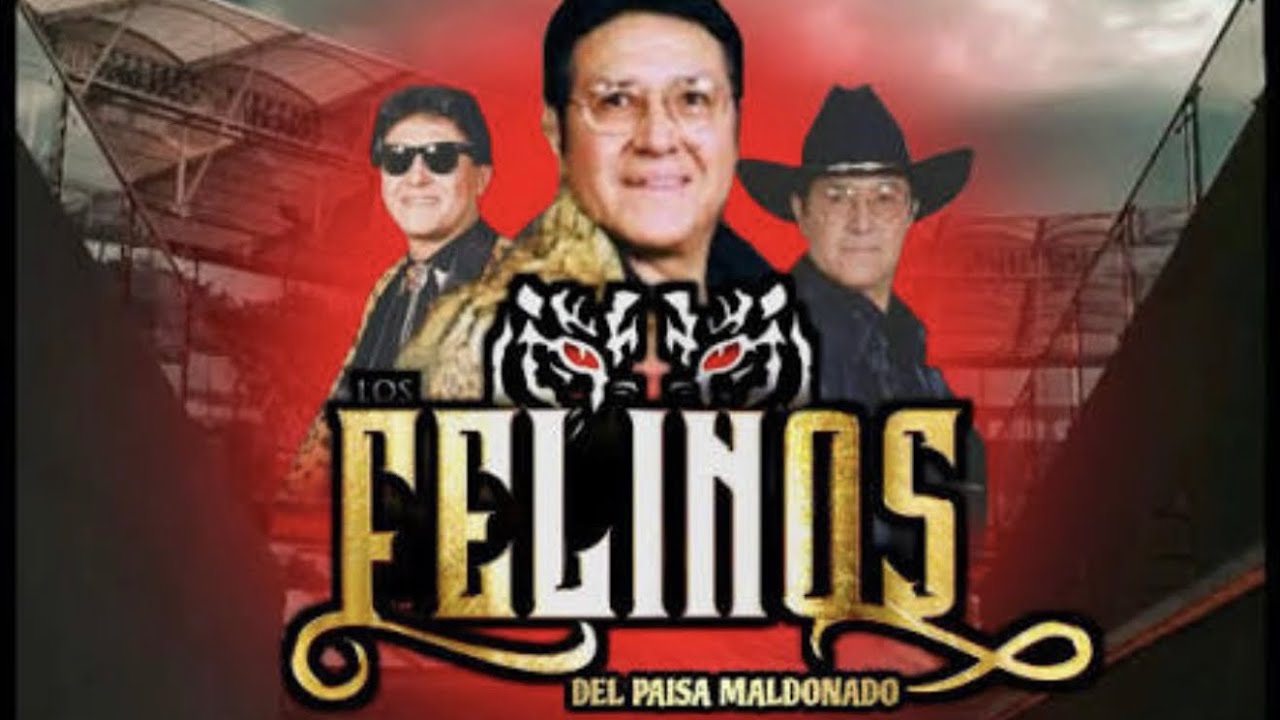 LOS FELINOS EL ILEGAL EN VIVO