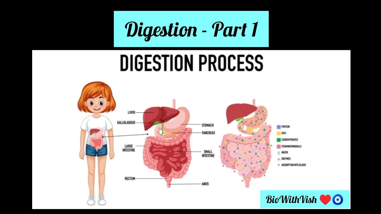 Digestion - Part 1 How digestion starts ?? #biowithvish #education #biolovers #digestion #saliva 