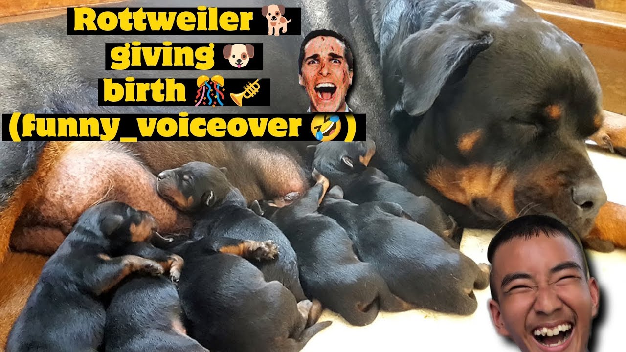 “Rottweiler Giving Birth for the First Time 🐶 | Emotional🐕