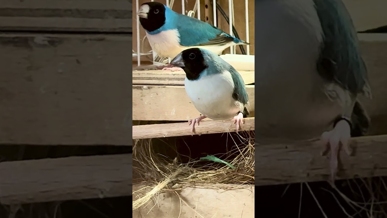 Blue gouldian finches on nest