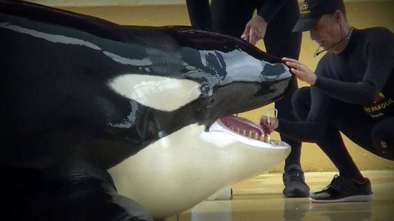 Dramatische Nachrichten aus dem Loro Parque: Orca Keto in Lebensgefahr