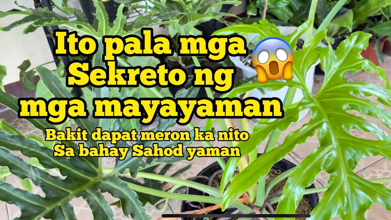 Sahod Yaman | Sekreto ng mayayaman Totoo ba? Pampaswerte na halaman