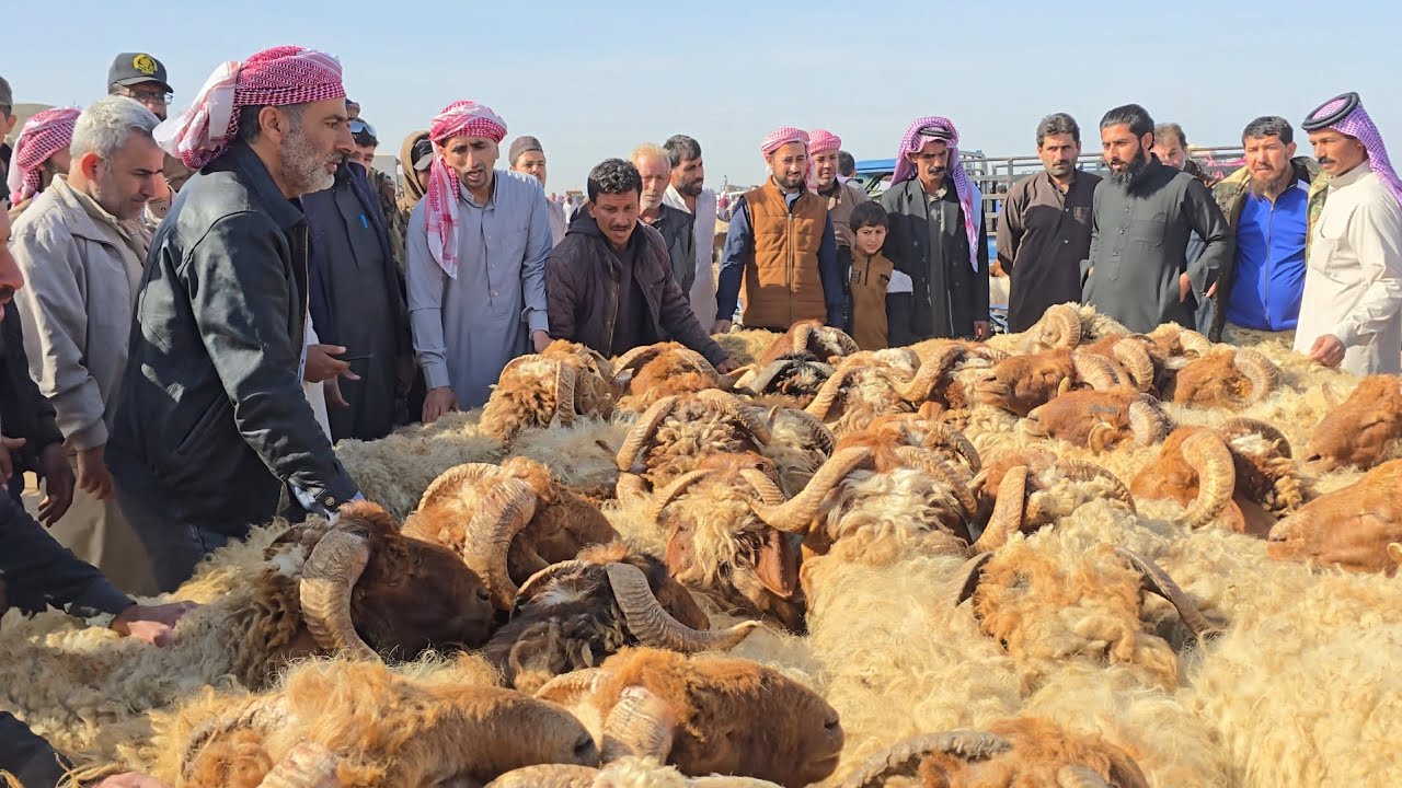 بعد حركة تصدير الأغنام من ميناء طرطوس باتجاه الخليج ارتفاع في أسعار اللحم والخراف شاهد سوقنا