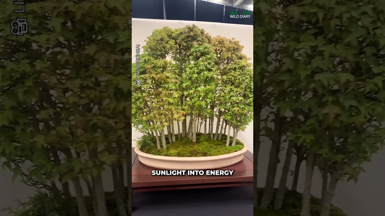 Bonsai Explained