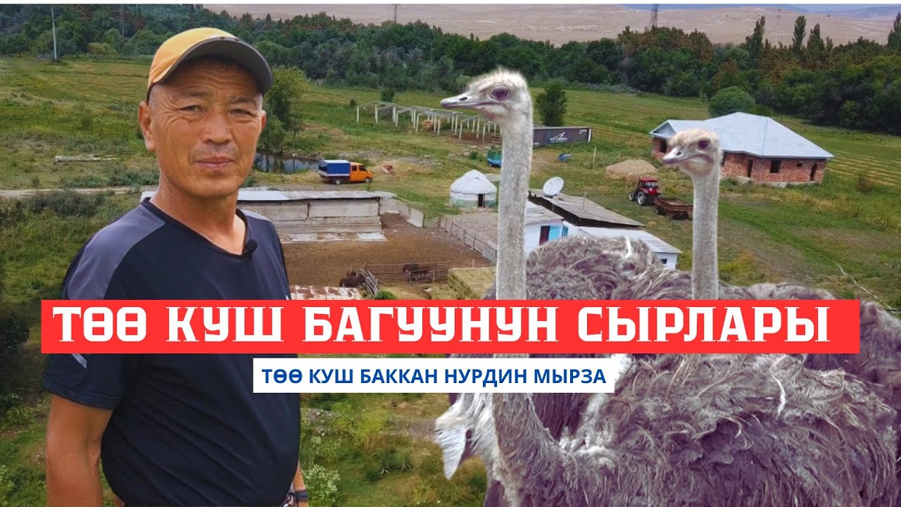 \\ТӨӨ КУШ \\ Баккан Нурдин мырза  4-КАНАЛ \\Талас\\