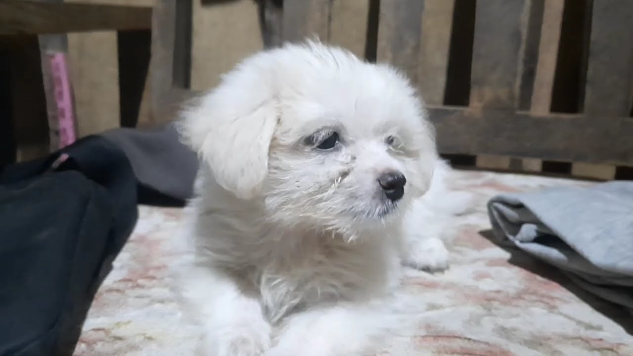 Maltese Puppy | Meet my Little Puppy Siri.