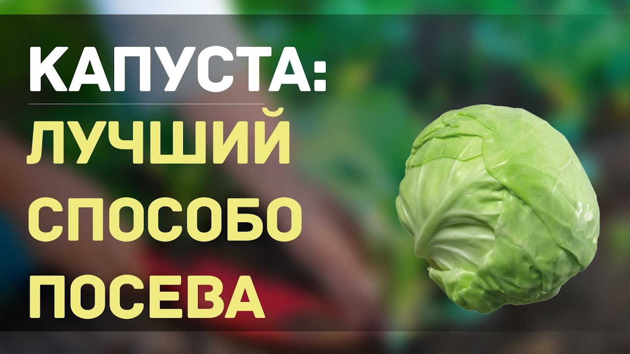 ТЕПЕРЬ КАПУСТУ НА ПРОДАЖУ Я СЕЮ ТОЛЬКО ТАКИМ СПОСОБОМ