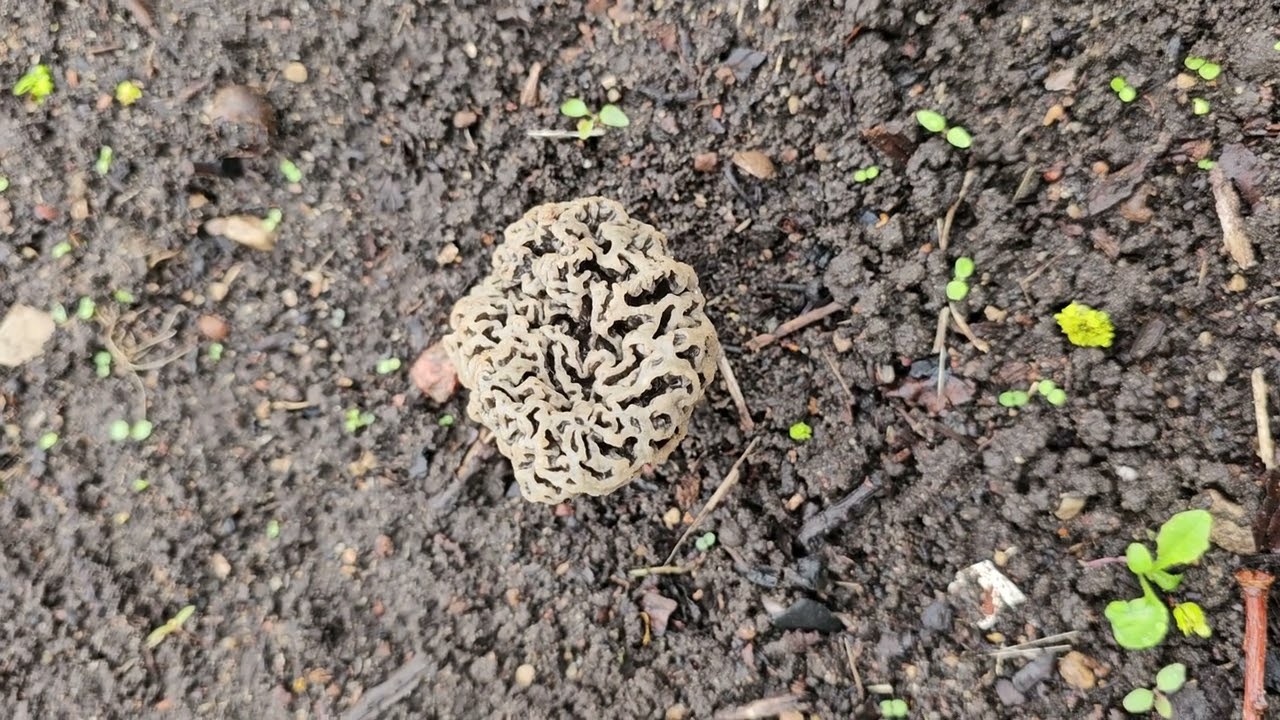 Grybai Briedžiukai (Morchella esculenta)