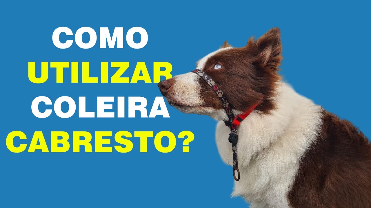 Como ensinar o seu cachorro a passear com a Coleira Cabresto