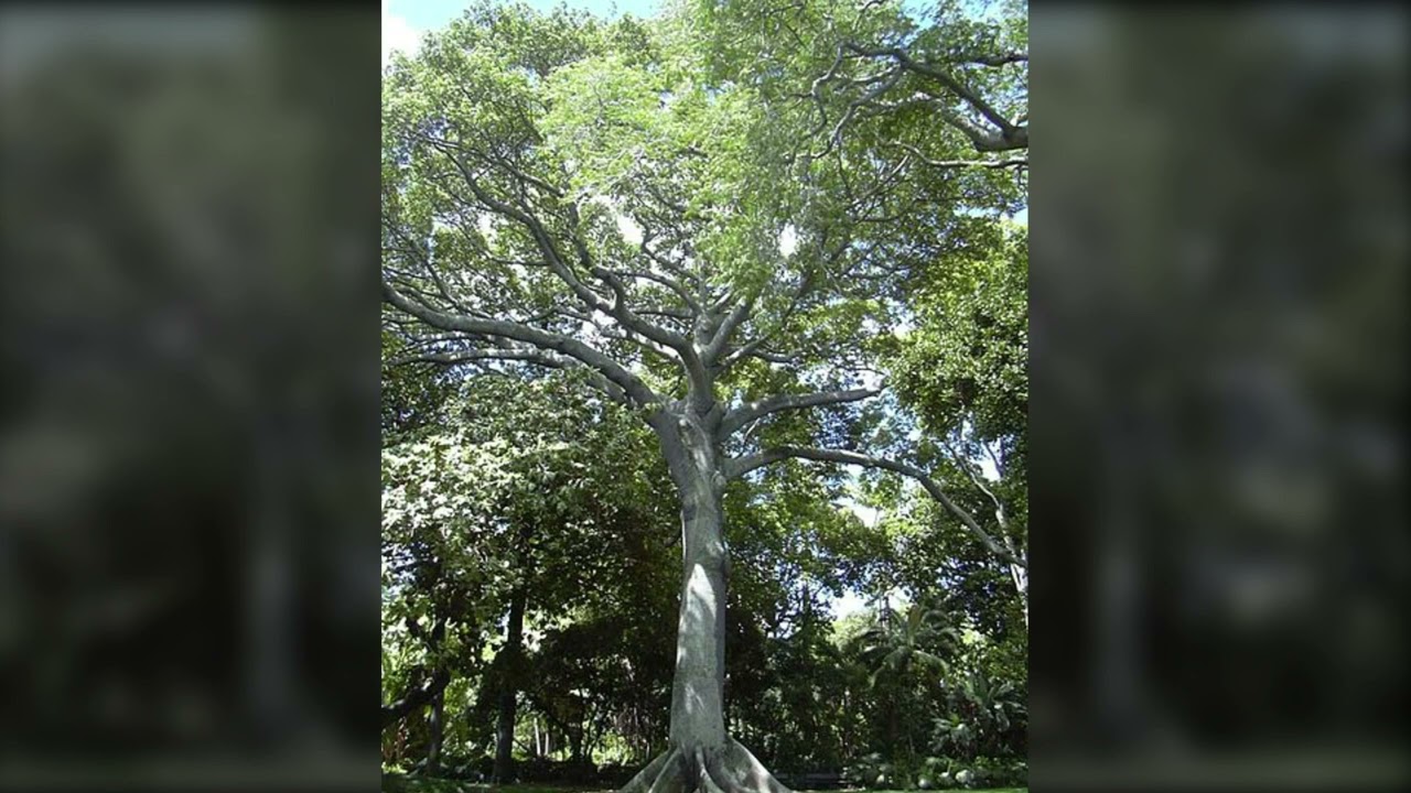 The Great Kapok Tree