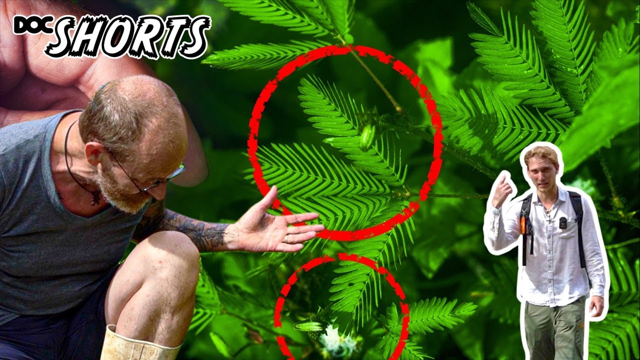 DOC SHORTS | Folge 15 - Can't touch this: Die Mimose