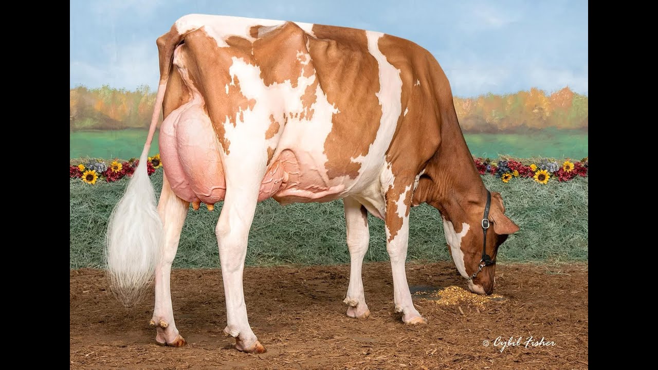 2026 PA Holstein Convention Sale Lot 52
