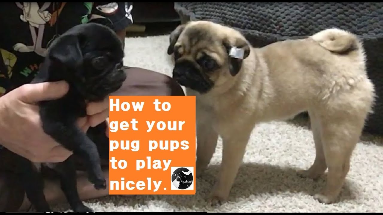 Pugs 101:  How to Get Your Pug Pups to Play Nice