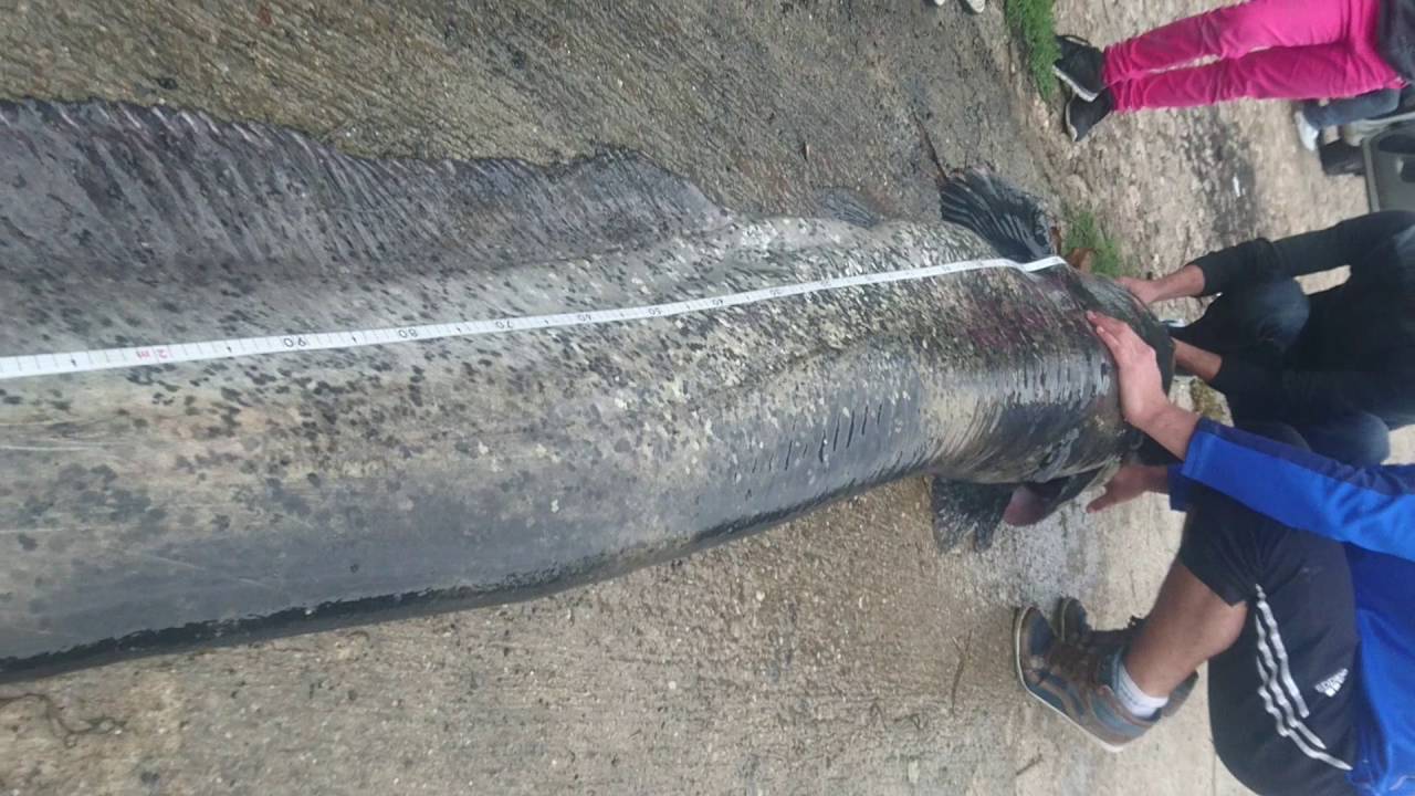 Gros silure p&ecirc;ch&eacute; &agrave; Gaillac