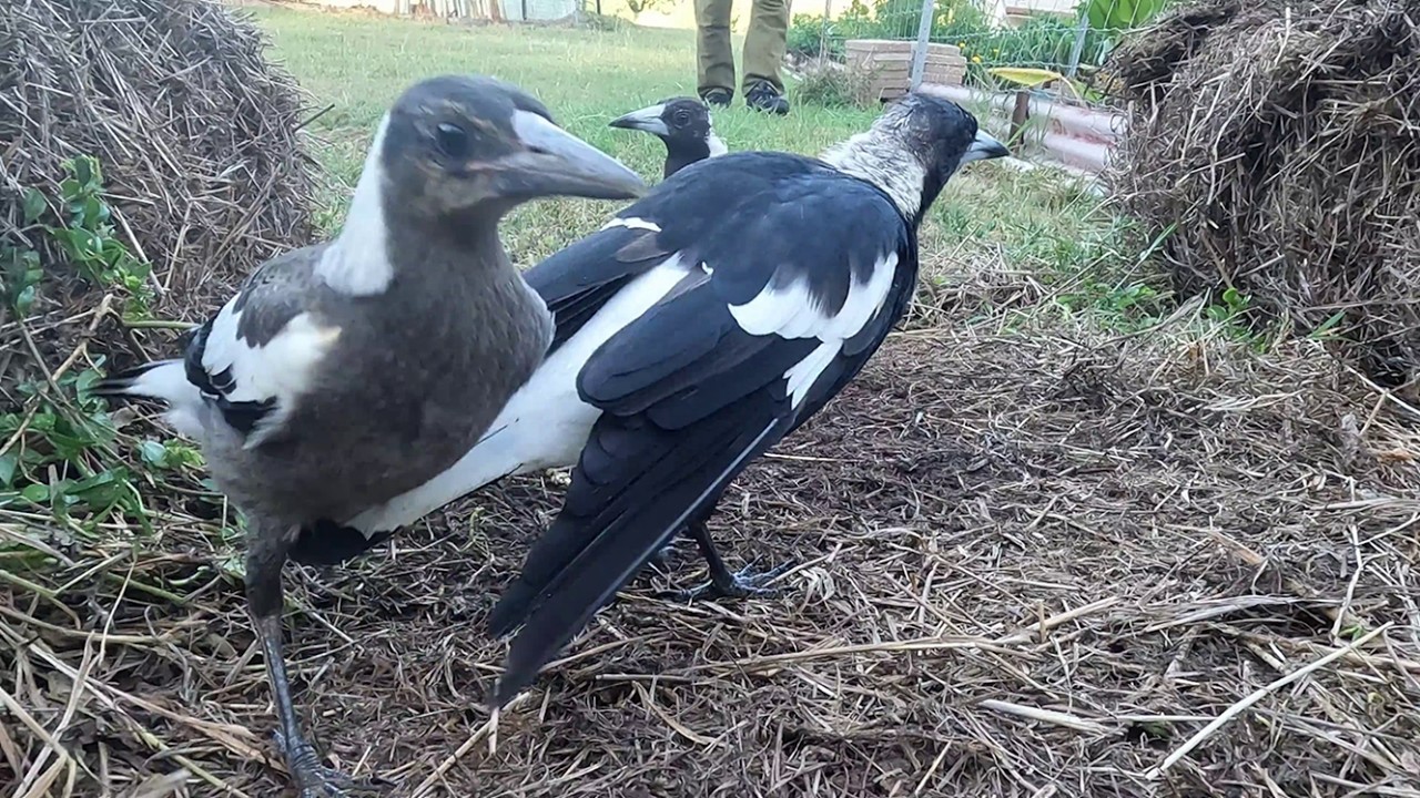 The wallabies vacate, the Magpie family get feeds – Australian wildlife