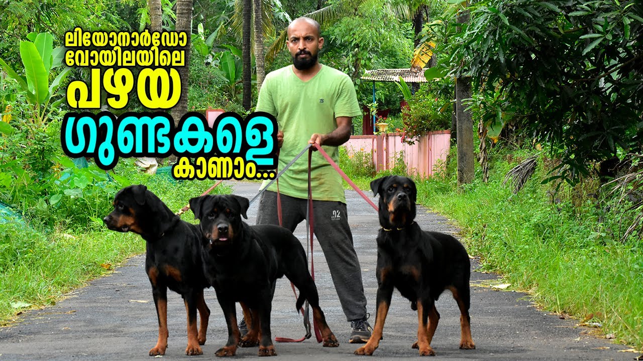 കലിപ്പാണ് ഇവന്മാർ || Leonardo Voila