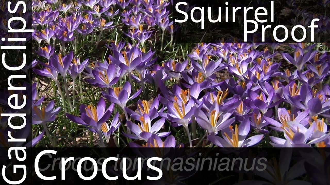 FINALLY! The Only Crocus Squirrels Won't Dig Up 🐿️ Crocus tommasiniana