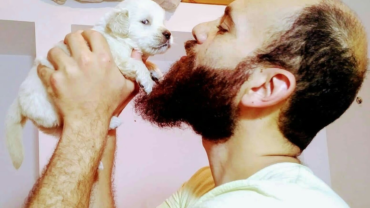 تدريب كلب جولدن ريتريفر على الحمام من عمر 25 يوم مع محمد الحسيني