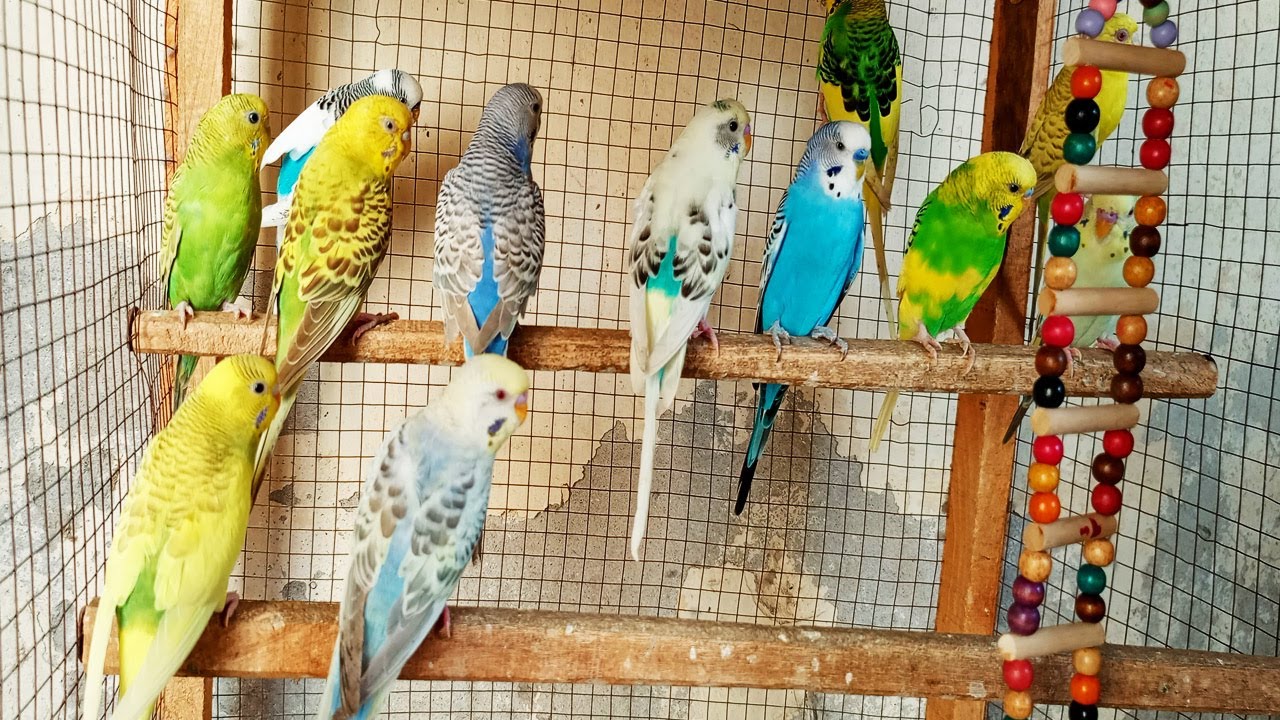 Over 12 Hours of Budgies Playing, Singing and Talking in their Aviary Budgie sounds for sad birds