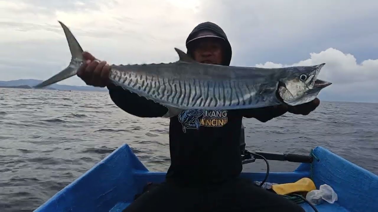 MANCING TONDA IKAN TENGGIRI PAKAI TEHNIK UMPAN HIDUP 