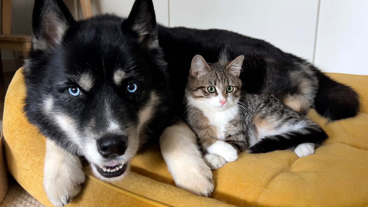 Мой хаски хотел поймать котенка! И тут случилось это!