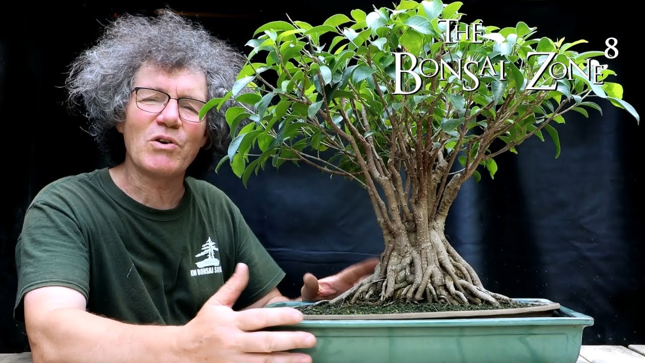 Bonsai Pots and Trees, The Bonsai Zone, June 2021