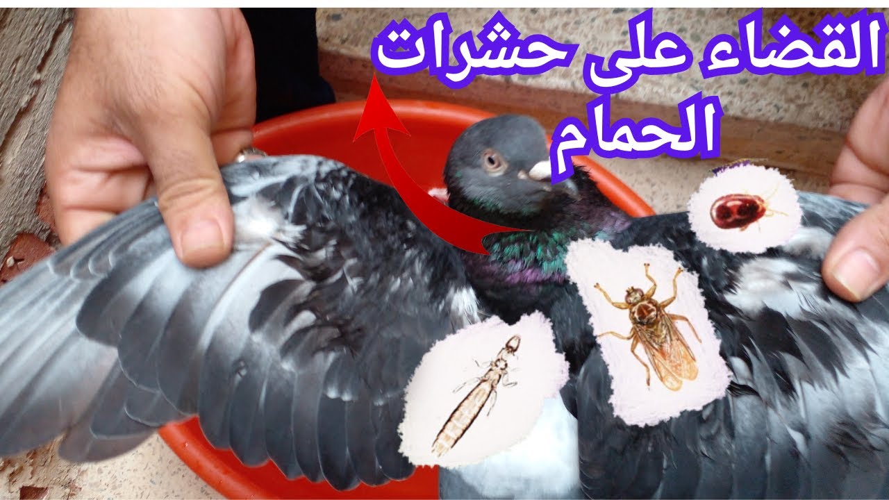 كيفية القضاء على حشرات المتوجدة فى جسم فرد الحمام بطريقة(عملى)🦗