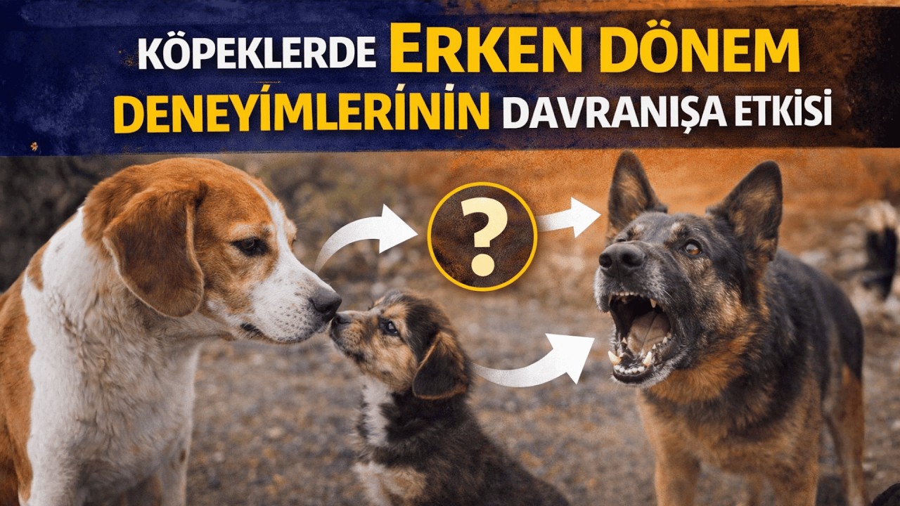 Köpeklerde Erken Dönem Deneyimlerinin Davranışa Etkisi