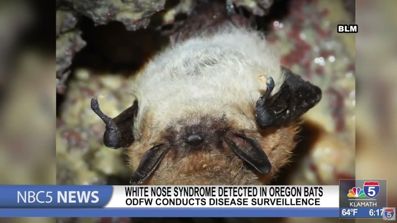 White nose syndrome detected in Oregon bats for the first time
