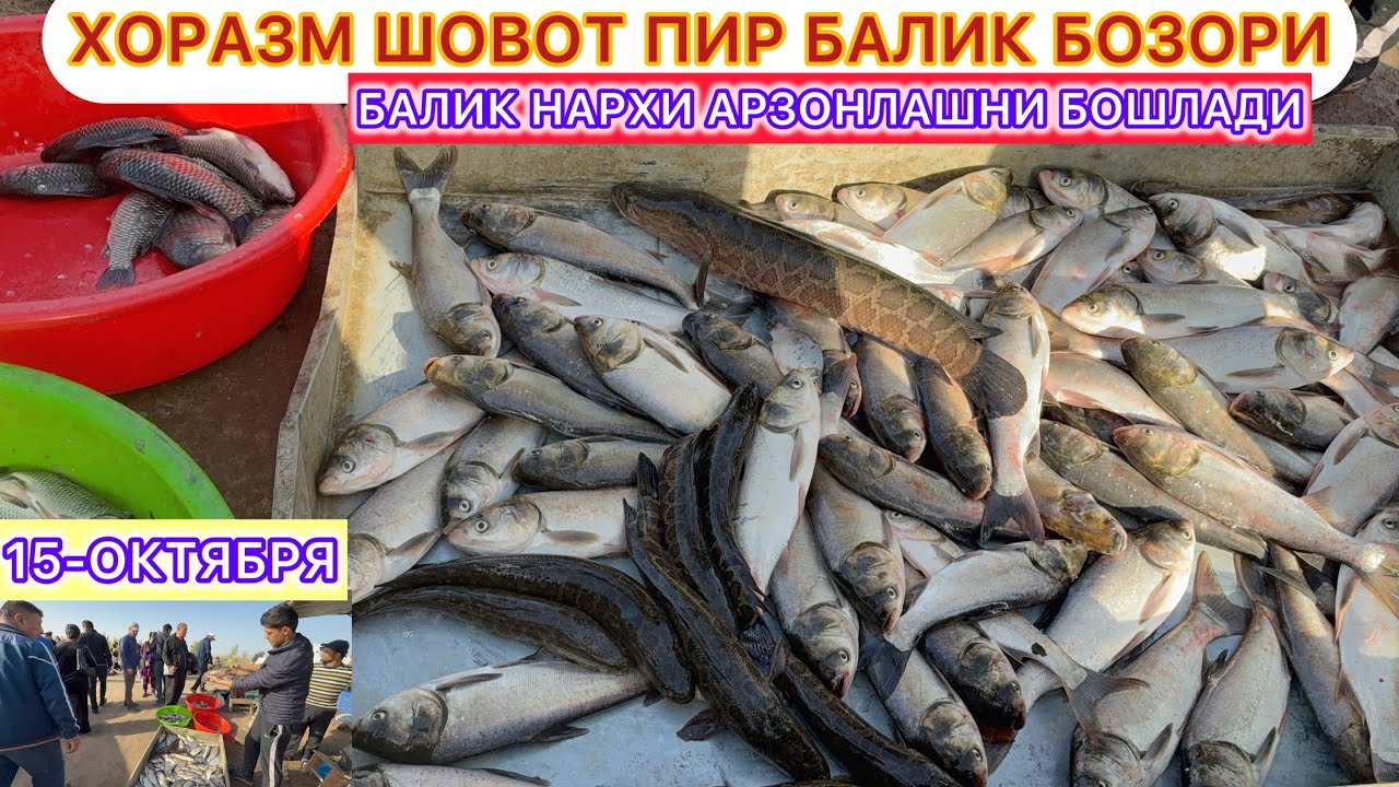 ХОРАЗМ ШОВОТ ПИР БАЛИК БОЗОРИ БАЛИК НАРХИ АРЗОНЛАШНИ БОШЛАДИ 15-октябрь 2025 г.